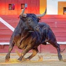 Pin By Reyna Mondragon On Toros De Lidia Bull Painting Animals Wild Animals Beautiful