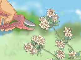 Ein blick auf die blütenwelt im garten kann zu ernüchterung führen, wenn ein fachmann für jasmin beweisen kann, dass der angeblich echte jasmin ein sogenannter pfeifenstrauch ist. Jasmin Beschneiden Wikihow