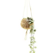 Maybe you would like to learn more about one of these? Kokodama Ceropegia String Of Hearts Florastore