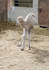 But in this case, the metaphor is different. The Holyoaks In The Holy Land Camels