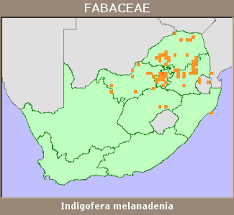 Image result for Indigofera melanadenia