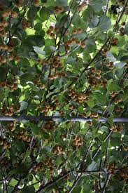 So Schneiden Sie Kiwi Richtig Kiwi Pflanzen Garten Bepflanzen Und Pflanzen