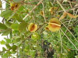 Image result for Combretum hereroense