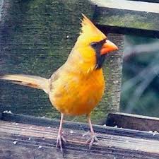Black And White Bird With Red Throat Ohio Yellow Orange Cardinal Cardinal Birds Ohio Birds Backyard Birds