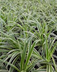 Image result for Chlorophytum silvaticum