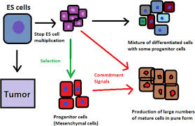 Anaesthesia for veterinary nurses sedation and anaesthesia are a crucial part of veterinary practice. Stem Cells Past Present And Future Stem Cell Research Therapy Full Text