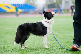 border collie s size and growth chart