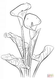 Calla Lily Coloring Page Free Printable Coloring Pages Beautiful Flower Drawings Lilies Drawing Flower Drawing