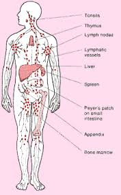 4 Ways I Use Bentonite Clay On My Kids Natural Medicine Cabinet Bentonite Clay Lymph Nodes