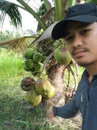 Kelapa matag disyorkan ditanam kerana dapat memberikan pulangan tinggi. Pembekal Benih Kelapa Posts Facebook
