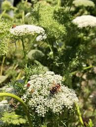 Image result for Apiaceae