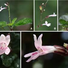 Image result for Isoglossa laxiflora