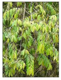 Image result for Putranjivaceae