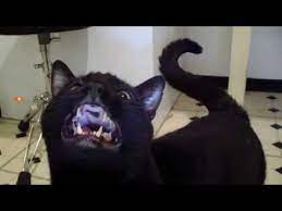 Youtube Cats Cat Talk Cat Quotes Funny
