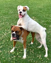 White Boxer Dog Get To Know The White Boxer With Pictures