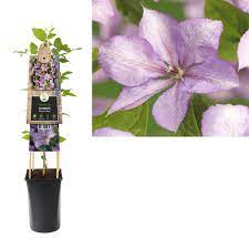 Clematis 'margaret hunt' is a deciduous hardy climbing clematis that uses twining leaf stalks to climb supporting structures and typically blooms from july until september, bearing simple dusky lilac flowers at the start of the summer which gradually turn dusky pink when fully matured. Clematis Margaret Hunt Online Kaufen