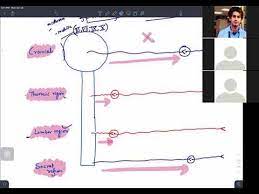 The Neurological System Part 1 Ati Detailed Login Instructions Loginnote