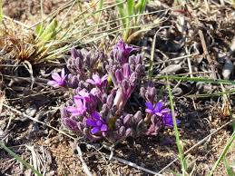 Image result for Raphionacme hirsuta