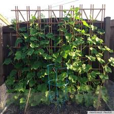 Want to grow your own vegetables and food, but don't have enough space for a garden? Small Space Gardening Idea Uses A Trellis To Grow Vegetables Vertically Photo Huffpost Life