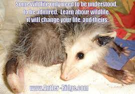50 Opossum Totem Ideas Opossum Awesome Possum Possum
