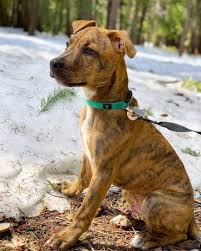 Myths And Truths About The Pocket Pitbull K9 Web