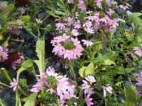 Image result for foto Vějířovka