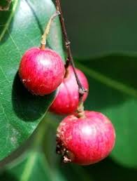 Image result for Ekebergia