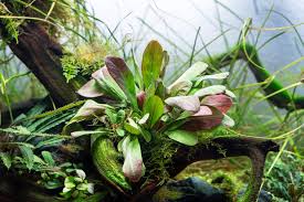 Image result for Samolus