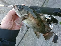 ライブドアブログ