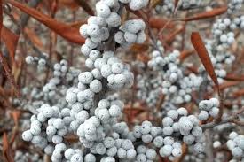 Image result for Myrica pilulifera