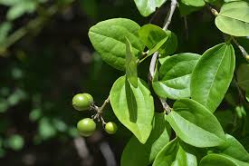 Image result for Strychnos lucens