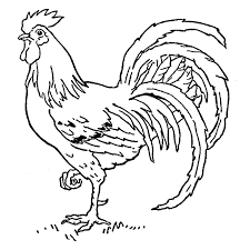 Rooster 1665f Rooster Painting Rooster Art Rooster