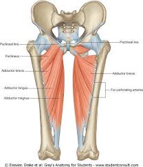 Marcella cited as part of the groin. Lebron James Suffers Strained Left Groin Lakers Outsiders