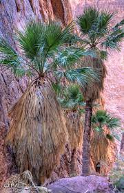 Palm Canyon Palms Palm Trees Palm Tree