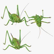 Grasshopper Poses 3d Model Ad Grasshopper Poses Model Grasshopper Pose Poses 3d Model