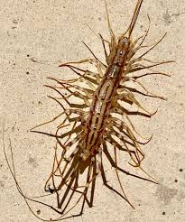 They often spend evenings in armchairs near the fire. House Centipede Scutigera Coleoptrata Centipede Insects Animals