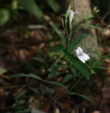 Image result for Isoglossa multinervis