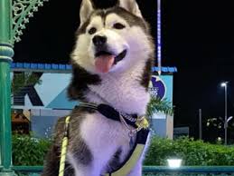 You will receive your dog license within two to four weeks after payment is processed. How To Get Your Pet License Online Ghmc