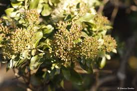 Image result for Nuxia congesta