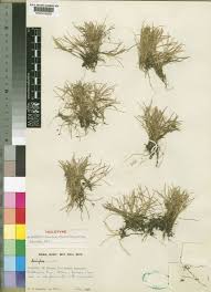 Image result for Cyperus ruwenzoriensis