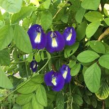 Butterfly Pea Vine Clitoria Tematea 30 Seeds 1000 In 2020 Butterfly Pea Indoor Flowering Plants Butterfly Pea Flower