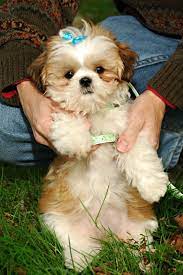 Rehoming for pitbull mastiff mix puppies (tampa hernando co ). A Cute Little 12 Week Old Shih Tzu Puppy With A Blue Bow In Her Hair Outside In The Grass Shihtzu Shih Tzu Puppy Shih Tzu Cute Animals