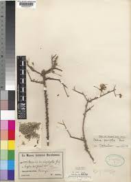 Image result for Maerua parvifolia