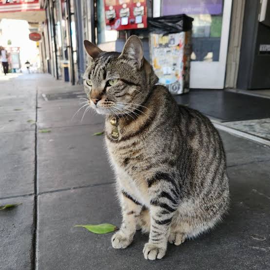 Death of beloved neighborhood cat sparks outrage against robotaxis in San  Francisco | San Francisco | The Guardian