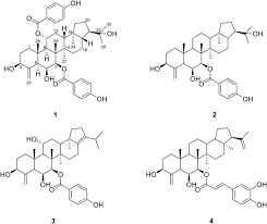 Image result for Fagaropsis
