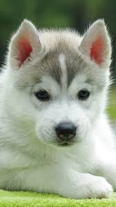 Cute Husky Puppy 4k Ultra Hd Mobile Wallpaper Cute Husky Puppies Husky Puppy Cute Husky