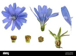 Image result for Cichorium