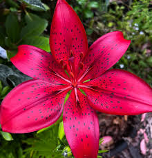 Image result for Utricularia tortilis