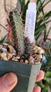 Image result for Euphorbia davyi