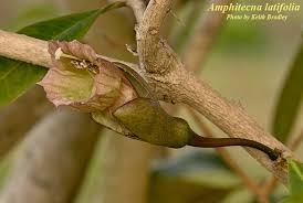 Image result for Ateleia herbert-smithii